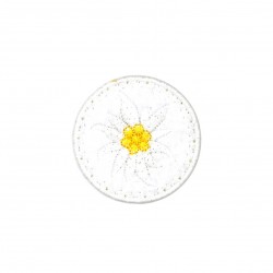 Edleweiss - blanc